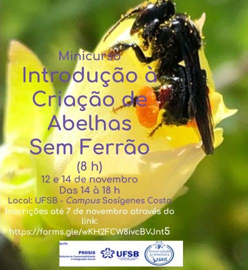 criação de abelhas