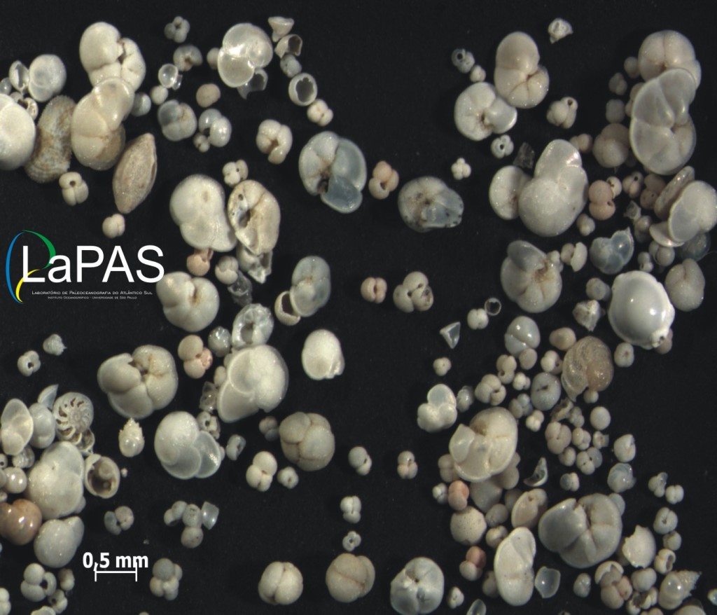 Arquivo LaPAS IOUSP Imagens Foraminiferos