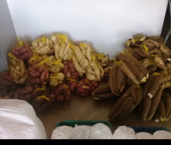 entrega campanha 7.2 batata doce mandioca