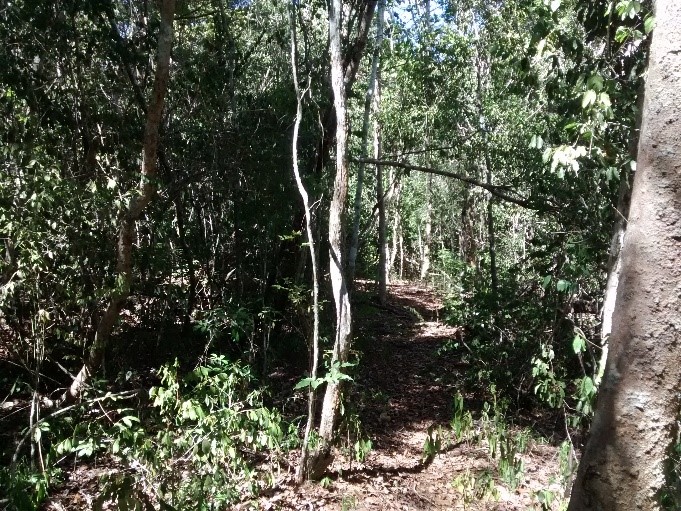 Floresta Estacional Semidecídua preservada