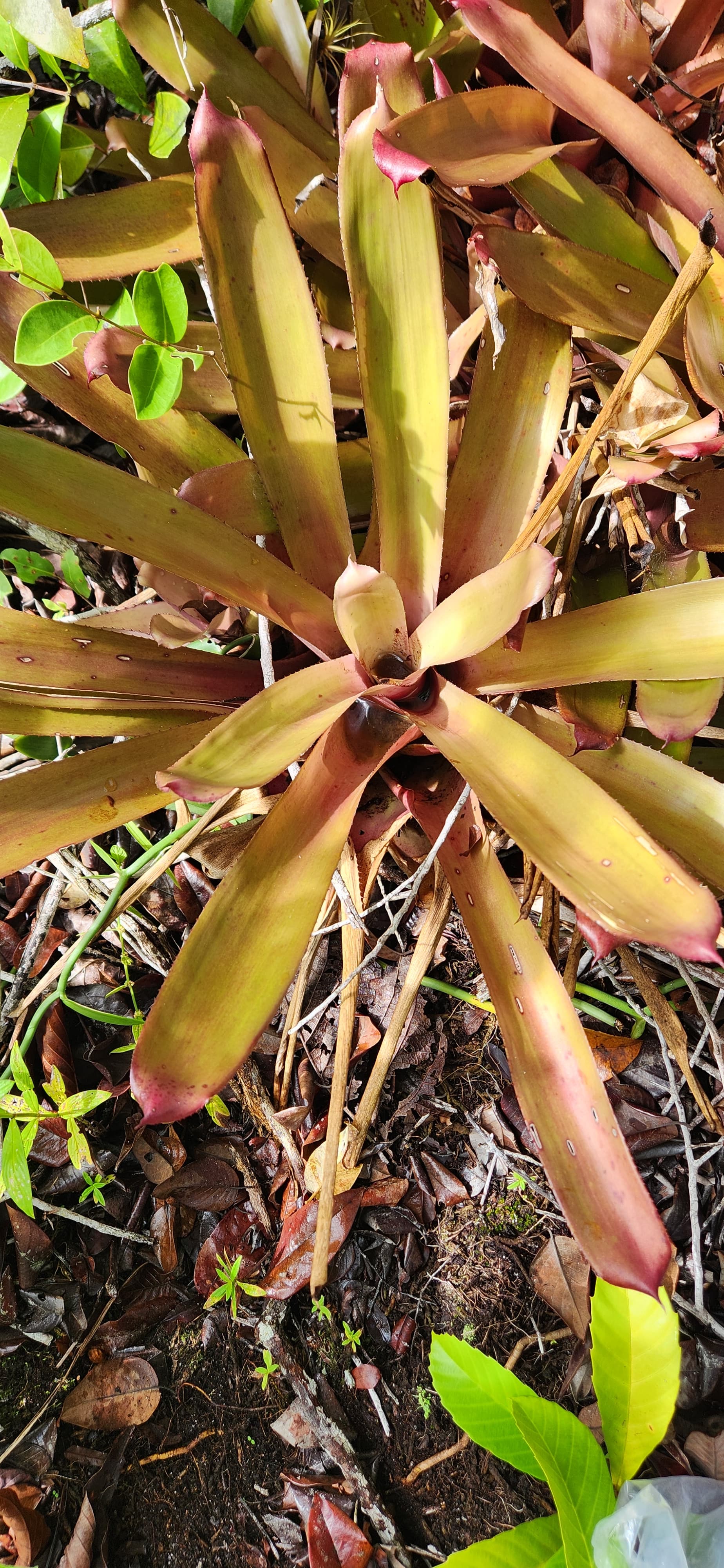 a blanchetiana