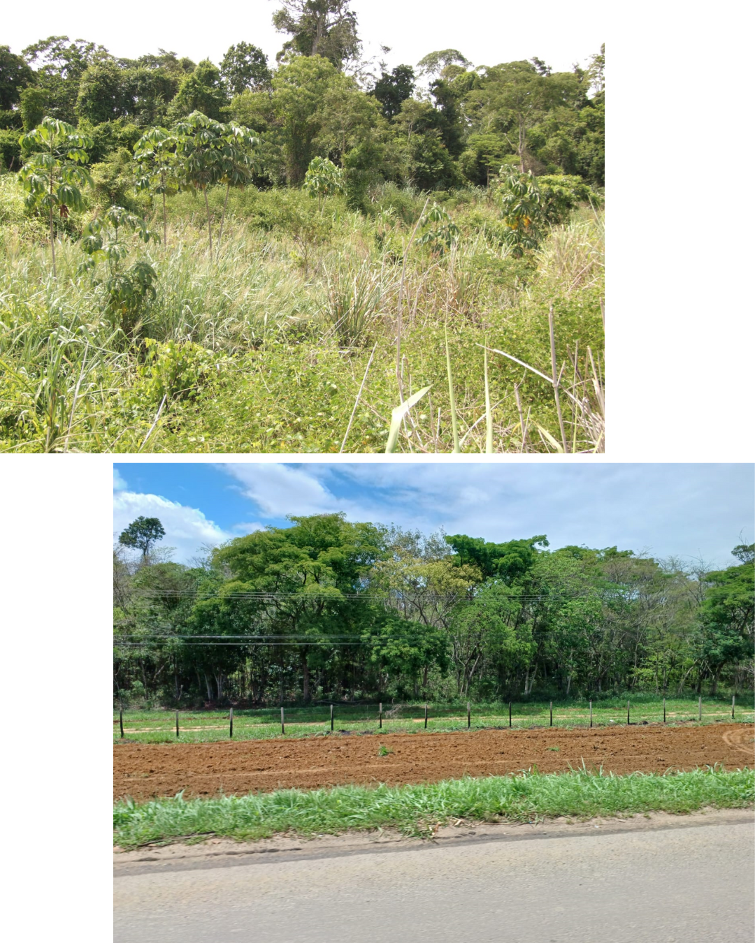 área secundária regeneração efêmera 20 anos entre as fotos