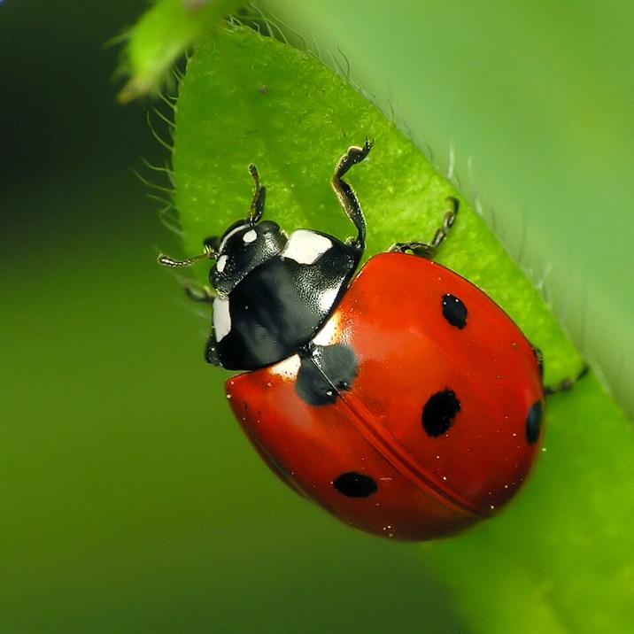 Joaninha-de-sete-pontos (Coccinella septempunctata). Foto: Dominik Stodulski joaninha